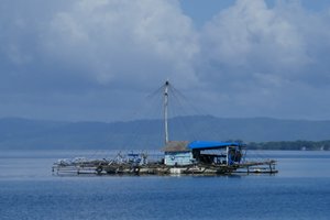 Insel Morotai: Pilowo