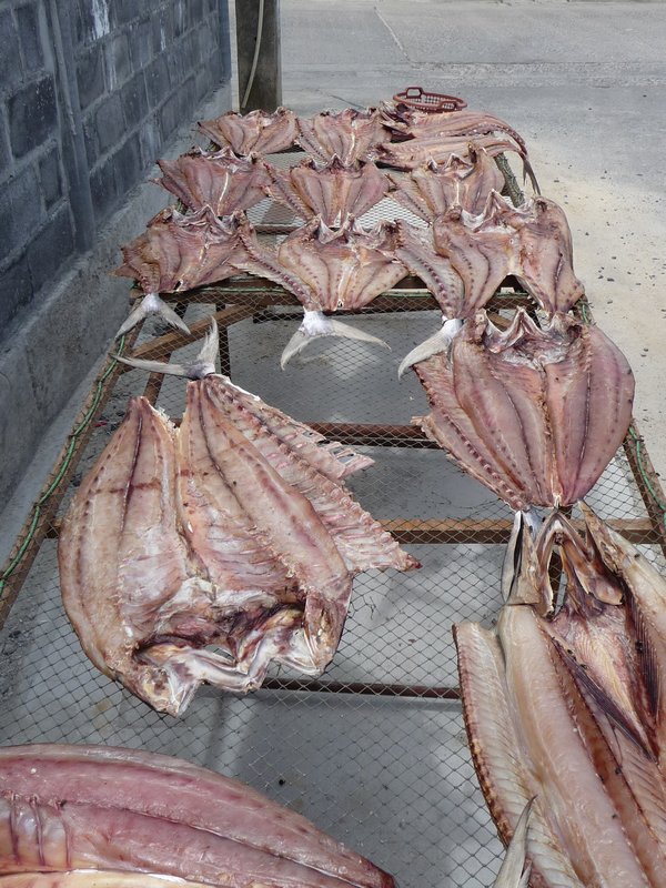 Ko Phangan - getrockneter Fisch