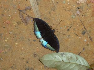Khao Sok Nationalpark - Schmetterling