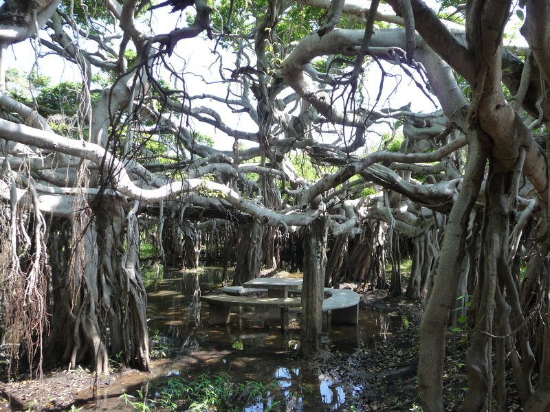 Phimai - Banyan Baum