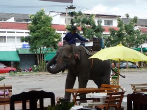 Surin - Elefant