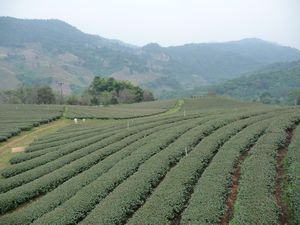 Naehe Mae Salong - Teeplantage