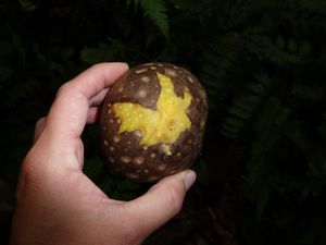 Trekkingtour - eine Art Suesskartoffel