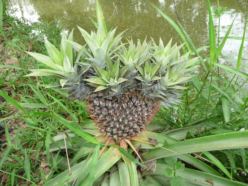 Naehe Can Tho - seltsame Ananas