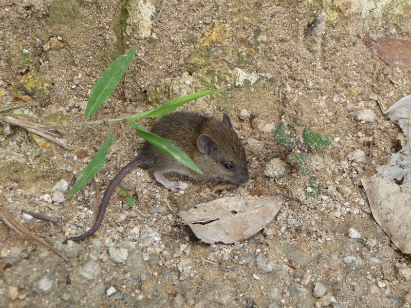 Naehe Kinpun - eine kleine Maus