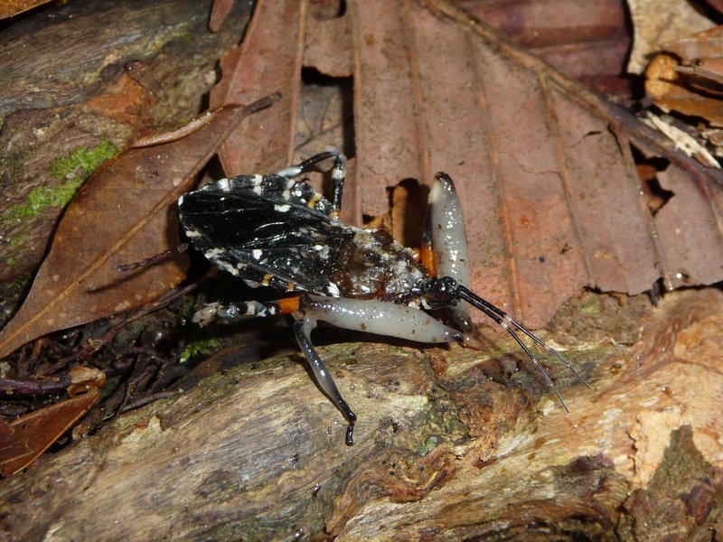 Lambir Hills Nationalpark - spezielles Insekt