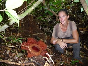 Gunung Gading Nationalpark - Rafflesia