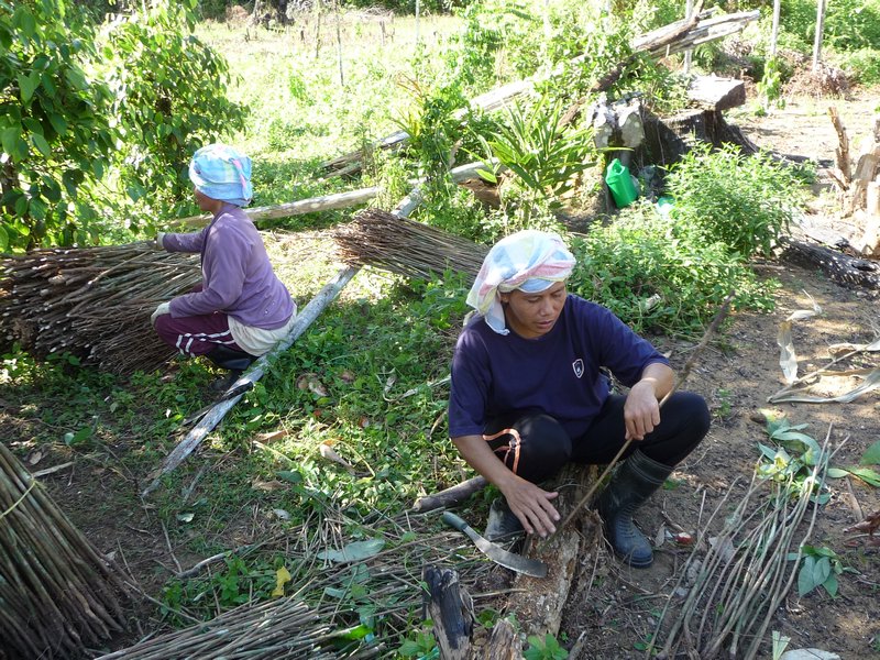 Kampung Jantan - Arbeit auf der Gummibaeumplantage