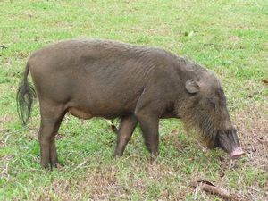Bako Nationalpark - Wildschwein