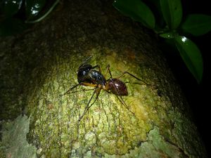 Bako Nationalpark - groesste Ameise der Welt