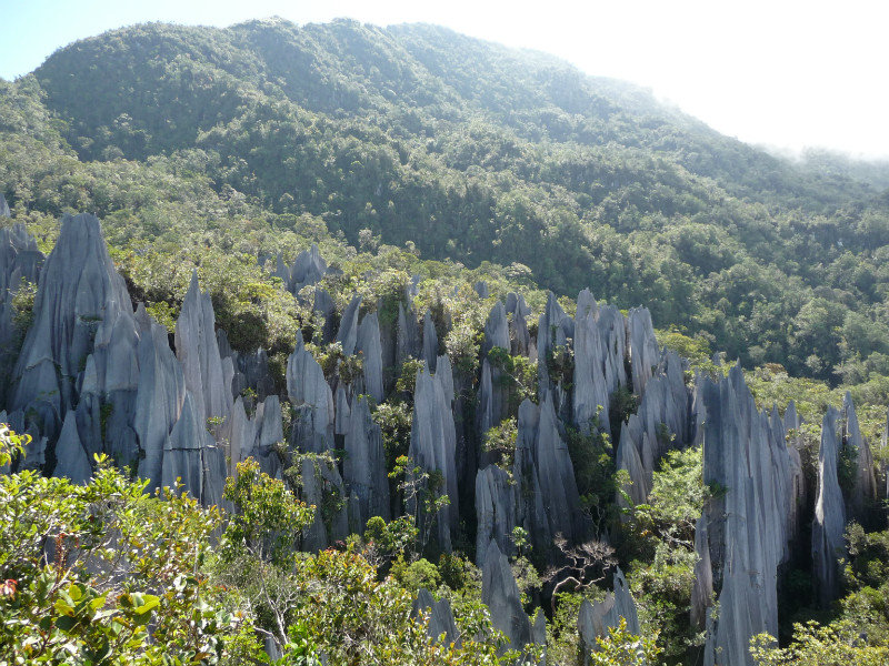 Mulu Nationalpark - Pinnacles