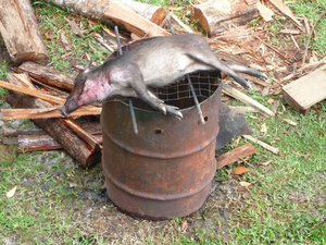 Pa'Lungan - Wildschwein zum Abendessen