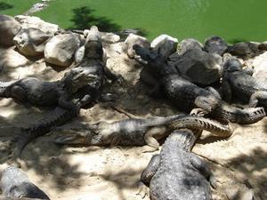 The Crocodile Park