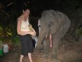 Feeding the baby elephant