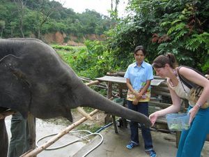 Feeding the young elephant