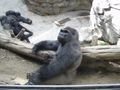 Gorillas Chillin