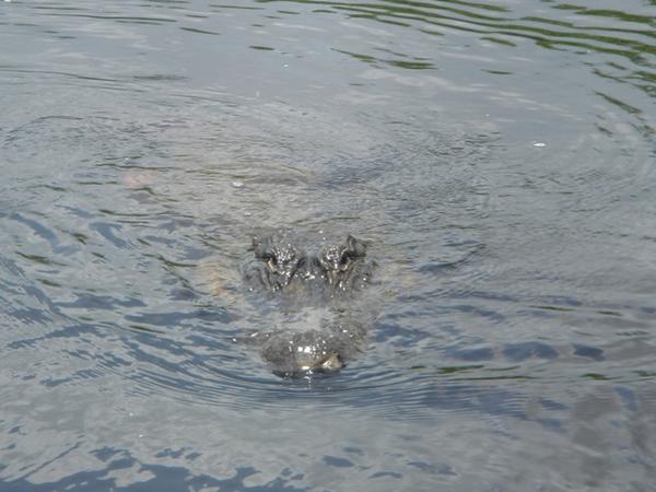 Here comes a gator!