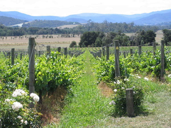 Vines at Domaine Chandon