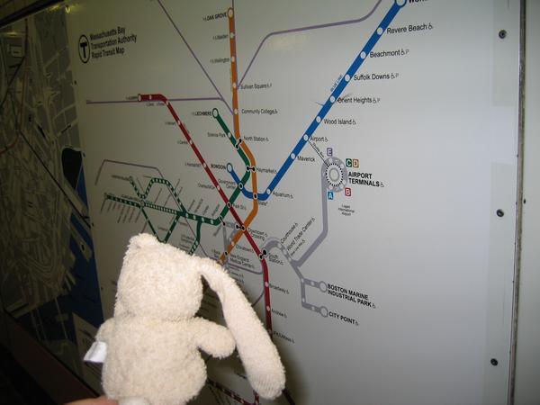 Bunny on the T.
