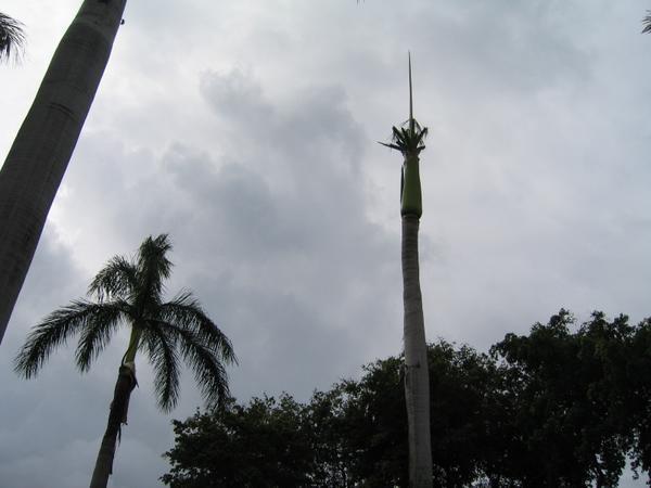 Nekkid Palm Tree