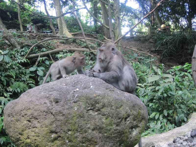 Monkey temple