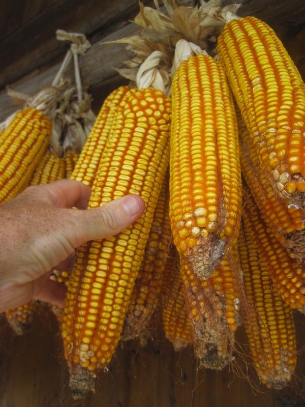 Very big healthy looking cobs of corn