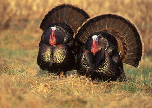 Two Turkeys