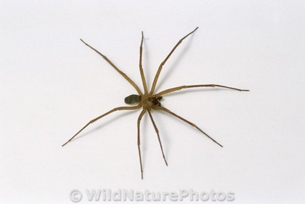 The real hunter - Violin Spider