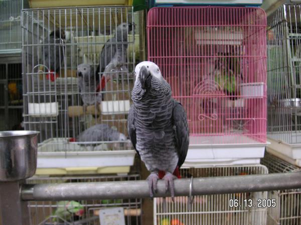 Inhabitant of the Bird Market