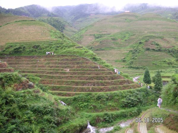 Rice fields in the mountain