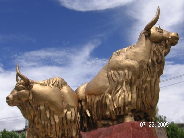 Golden Yaks of Lhasa