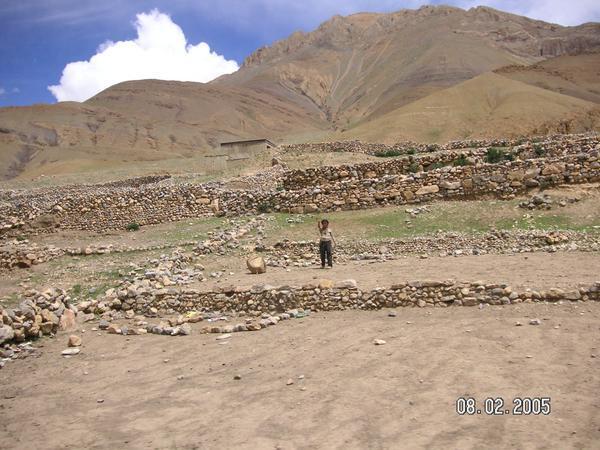 Tibetan working in the field