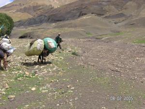 Tibetan with loaded mule crosses plateau