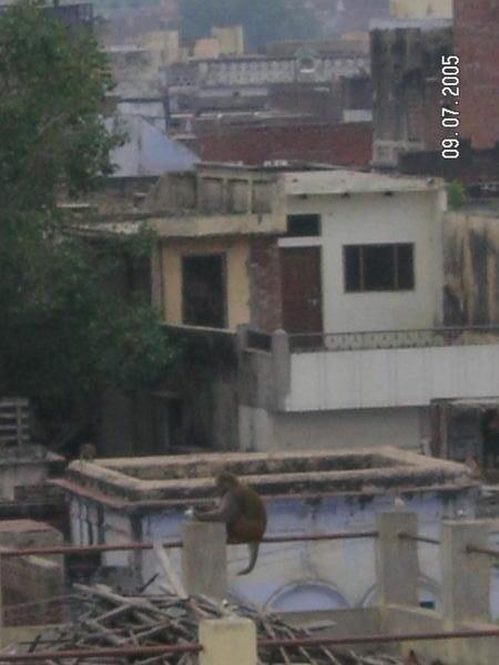 Monkey in Agra