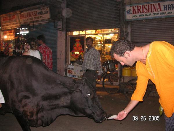 Feeding the cow