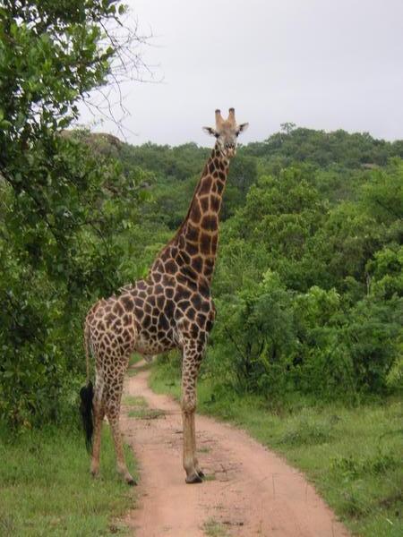 Giraffe at Bongani