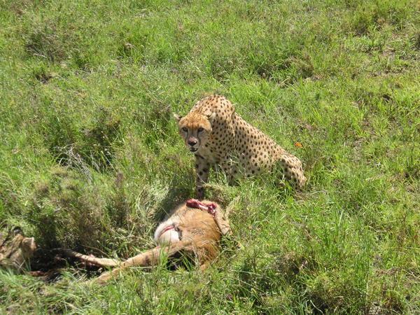 Cheetah Eating