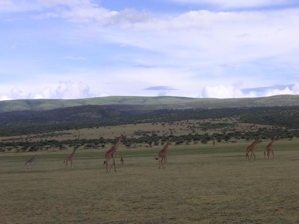Running Giraffe