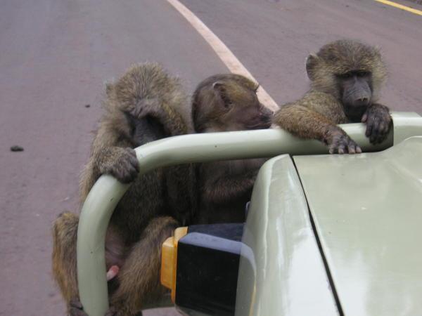 Baboons all around