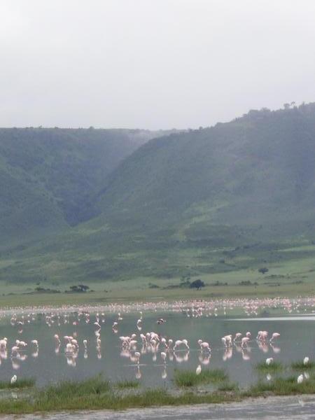 Flamingos in the Crater