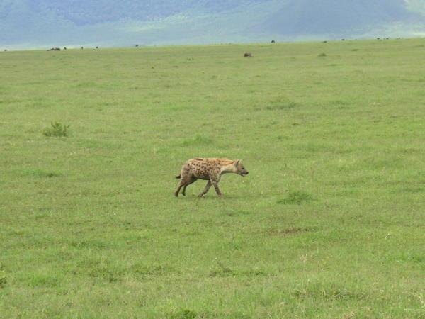 Hyena in the Crater