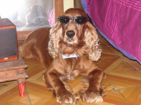 Fudge with Sunglasses