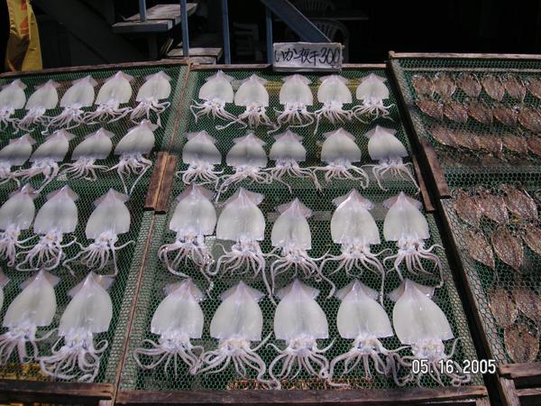 Drying the Squid