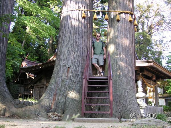Tall Trees of Shuzen-ji