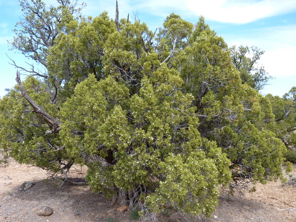 57 A juniper bush