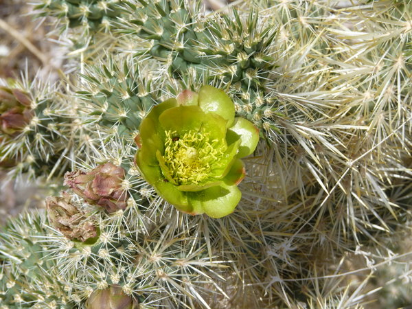 vlh 230411 JT03 cactus in flower