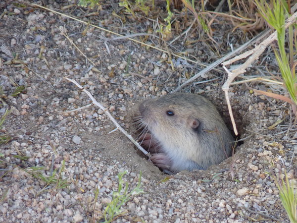 vlh 230411 JT20 Pocket Gopher