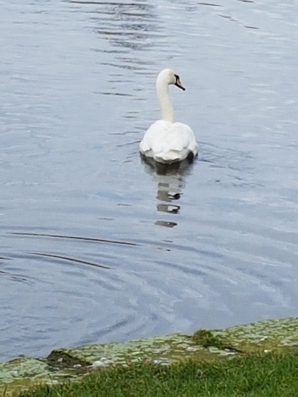 Swan on the Lido 