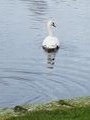 Swan on the Lido 