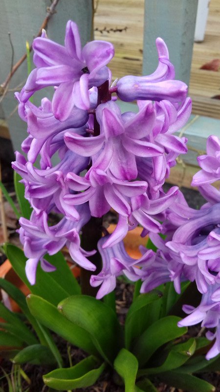 hyacinths 